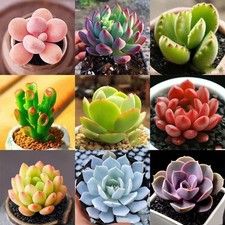 100Stück Sukkulenten