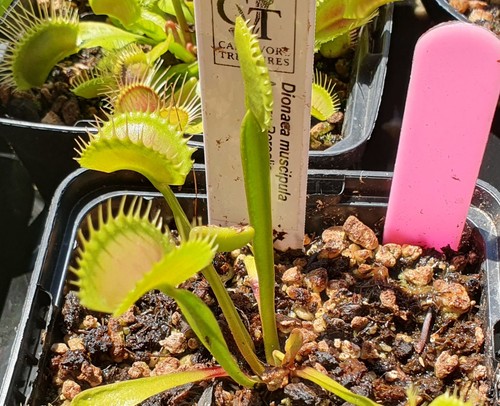 Dionaea muscipula aurora - muscipula,