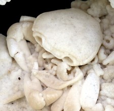 Pleistozän  Potamon (Potamon) potamios  Krabbe in Travertin  Türkei  R10-10