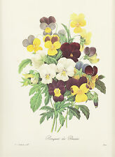 Stiefmütterchen Viola