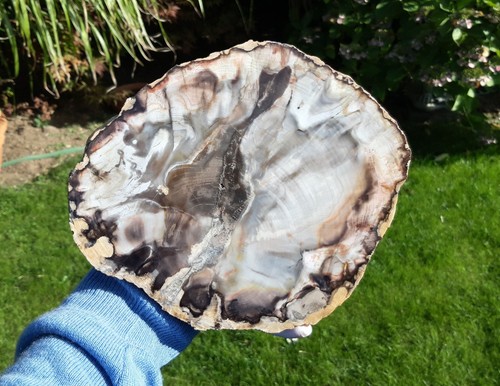 Versteinertes holz - versteinertes,