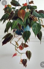 Philodendron micans - micans, 4