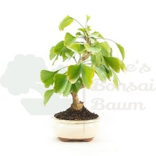 BONSAI 'Ginkgo biloba'