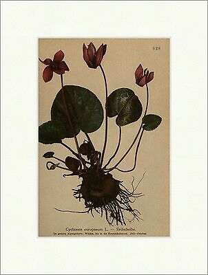 Erdscheibe cyclamen europaeum - erdscheibe,