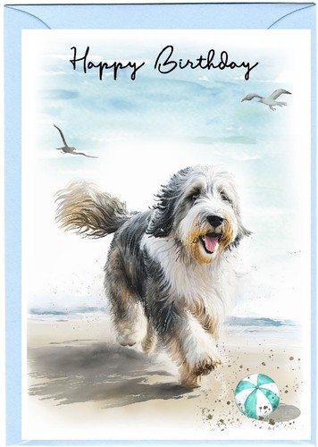 Bearded collie hund - bearded, beardie