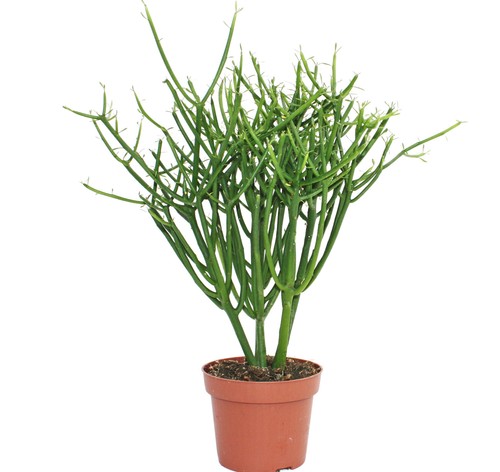Euphorbia tirucalli - ,