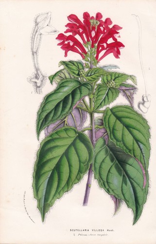 Scutellaria villosa peru - scutellaria,