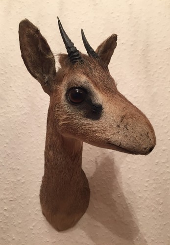 Dik pärchen 2 - (m+w),