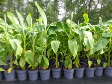 Bananenstaude Banane Musa