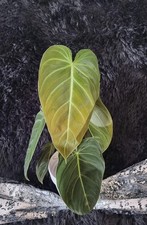 Philodendron Melanochrysum -