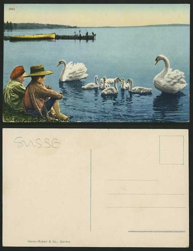 Schweizer schwäne vögel - schweizer,