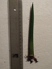 Sansevieria cylindrica