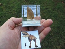 Afrikanischer T-Rex -