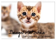 Bengal Kätzchen - Der