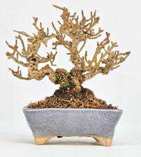 Bonsai Japanischer Liguster -