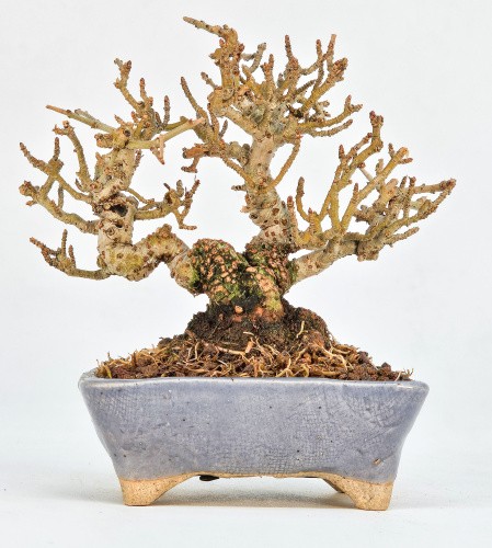 Bonsai japanischer liguster - bonsai,