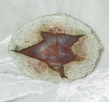 Achat ~~ Sternachat ~~