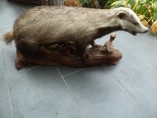 Dachs Präparat Jagdtrophäe Design Deko Unikat Geschenk