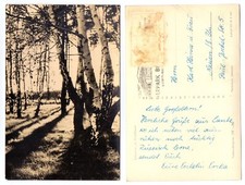 103380 - Birkenweg am