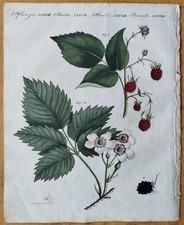 Himbeere brombeere bertuch - himbeere,