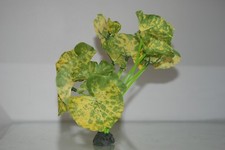 Aquarium Lotus Blatt Gelb &