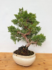 Bonsai chinesischer wacholder - bonsai,