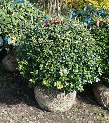 Ilex crenata convexa - ilex,