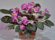 Usambaraveilchen Jungpflanze LE - Scheridan