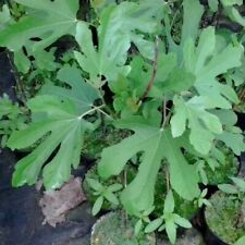 Feige Terza sehr große rundliche Früchte süßer Gescmack frosthart hohe Erträge