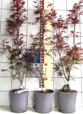 Acer palm. "Enkan"  -  neuere Sorte, beständig rotes Laub, tiefgeteiltes Laub