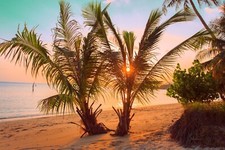 Fototapete VLIES-PALMEN STRAND-(1044S)-Dune Wand Tapete Nach Maß Wohnzimmer XXL