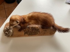 Hermelin ausgestopftes Tier aus den 70 er Jahren 