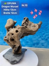 OPUWA DRAGON ⭐️ Aquarium