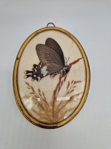Papilio latreillei echter - latreillei,