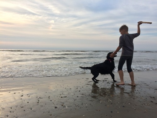 Dänemark mit hund 1a - dÄnemark,