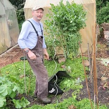 Liebstöckl Maggikraut Alte