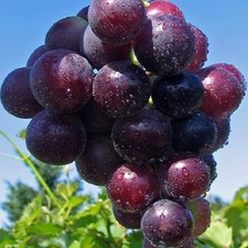 Traube blau kyoho - traube,