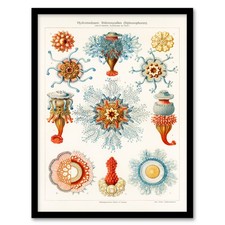 Ernst Haeckel gerahmter Wandbilddruck Qualle Hydromedusen Hydrozoen Wohndeko