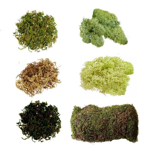 Moos naturmaterial - naturmaterial, (175€/kg)