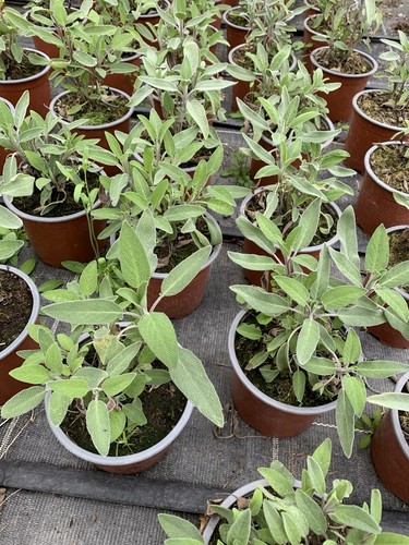 Salbei salvia officinalis - salbei,