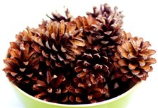 Kiefernzapfen Basteln Naturmaterialien Tannenzapfen Weihnachten Deko Zapfen Top