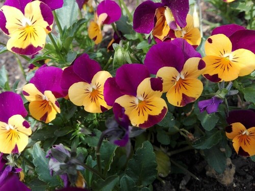 Hornveilchen viola cornuta - hornveilchen,