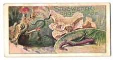 Sammelbild Stollwerck, Würmer