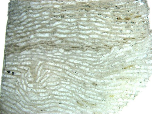 Devon stromatopora - devon,