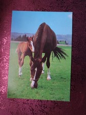 Alte Pferdepostkarte Stute mit Fohlen AK Pferd