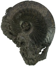 Lias  Oxynoticeras oxynotum