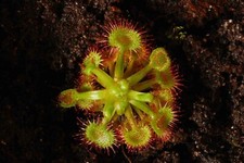 Fleischfressende Pflanze