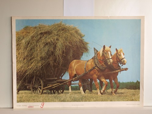 Pferd gaul 2ps - gaul, heufuhre