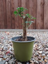 Bonsai, Prebonsai, Liguster, Shohin, Ligustrum, ca. 18 cm