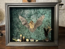 Fledermaus im Objektrahmen Bat